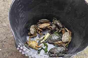 Shock as live crabs dumped in Tynemouth pub recycling bin