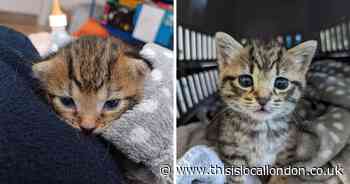 These adorable kittens were found tied up in plastic bags and dumped in bin