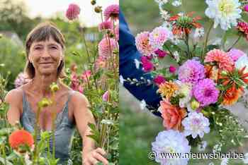 Honderden dahlia’s bloeien op veld van ‘bloemenboerin’ Katarine: “Iedereen kan hier een boeket komen plukken”