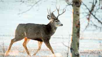 Alberta's roadkill numbers soar with more than 7,000 animals reported hit and killed last year
