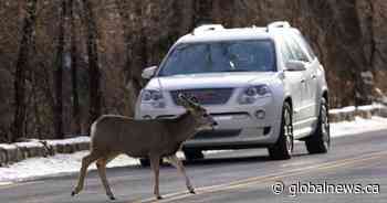 Roadkill numbers in Alberta trend upward