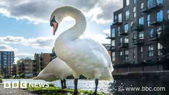 Swan handling skills aim to prevent train delays