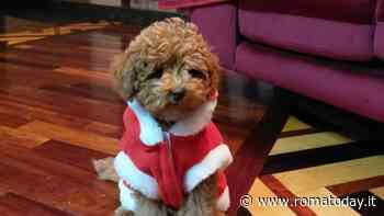 Oliver, il barboncino di due anni sbranato e ucciso da un cane