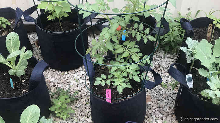 It takes a village to sell a raised bed of produce