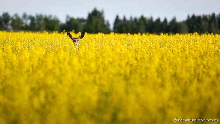 Snake strikes spike as roadkill numbers in Alberta trend upward