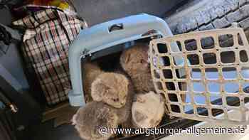 Frau möchte Katzenbabys abholen – findet aber nur ein unbewohntes Haus