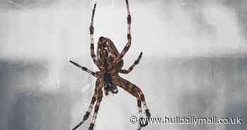 Brits told to do one thing to their lights to stop spiders entering the home this mating season