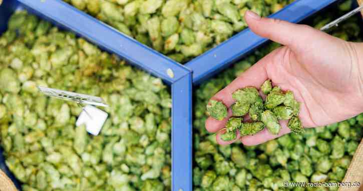 Hopfenpflanzer erwarten reiche Ernte