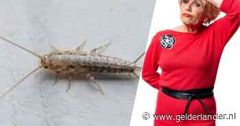 Plaag van zilvervisjes? Met deze middeltjes zet je ze uit huis