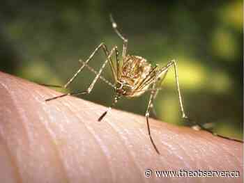 Mosquitoes with West Nile Virus found in Corunna area