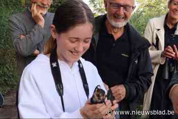 Zes bedreigde kieviten gelost bij Platwijers: “Ze werden meteen opgenomen in het nest”