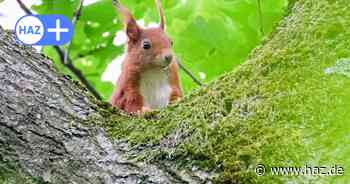 Noch mehr Flora und Fauna gefällig? 11 Orte, um Wildtiere in der Region Hannover zu beobachten