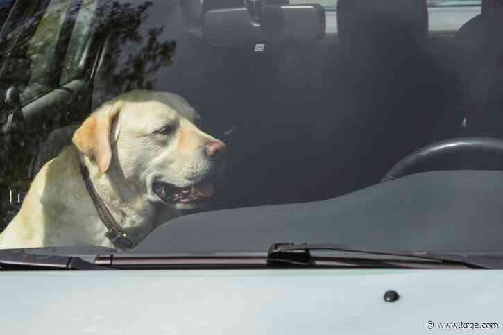 What to do if you see a dog left in a hot car in Albuquerque