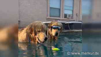 „Diese Konzentration ist erstaunlich“: Golden Retriever hypnotisieren Tennisball im Pool