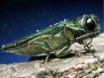 Destructive tree-killing beetle confirmed in five Vancouver areas