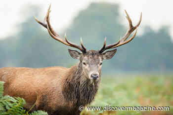 Deer and Other Hoofed Mammals May Have Horns Because of One Ancient Ancestor