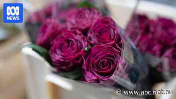 Do you really know where the flowers you buy come from? You might be shocked