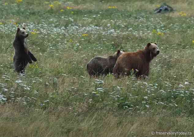 Grizzly bear cubs seen on Vancouver Island for first time could have big impact