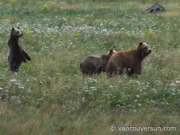 Grizzly bear cubs seen on Vancouver Island for first time could have big impact