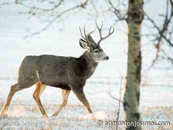 Roadkill numbers in Alberta are trending upwards