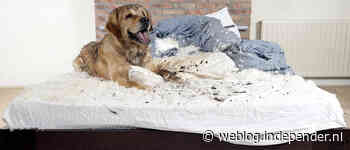 Is mijn huisdier onderdeel van mijn inboedel?