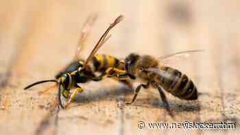 Wespen dringen huis binnen: Britse man 160 keer gestoken