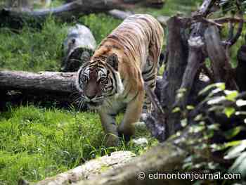 Edmonton Valley Zoo euthanizes ailing 16-year-old tiger Taiga