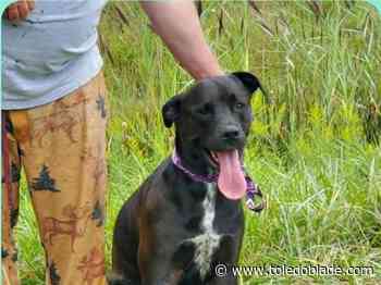 Family has hope after dogs were found following turnpike crash