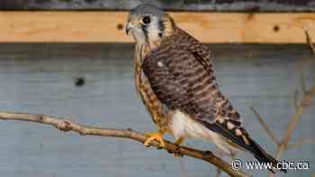 Q&A: Burned bird that survived wildfire to be released back into the wild after rehabilitation