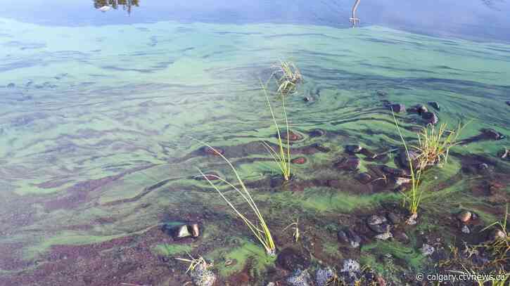 Blue-green algae detected in lake near Strathmore, Alta.: AHS