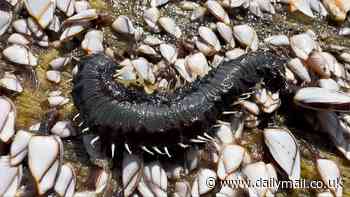 Creature of 'your worst nightmares' with a burning sting is invading US beaches