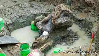 Remains of massive creature that lived alongside the world's first humans discovered in Iowa