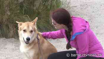 Barrie woman launches petition for off-leash dog beach along waterfront