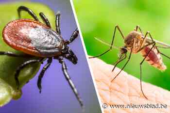 Toch weer veel teken en muggen: “Warm en een bui, dat is het ideale weer”