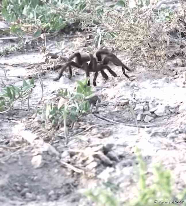 New Mexico tarantulas venture out for mating season