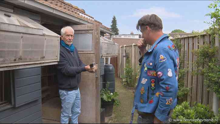 Lelystad - Bestaan er boevenduiven? Rechtbanktekenaar Felix Guerain over zijn passie voor duiven