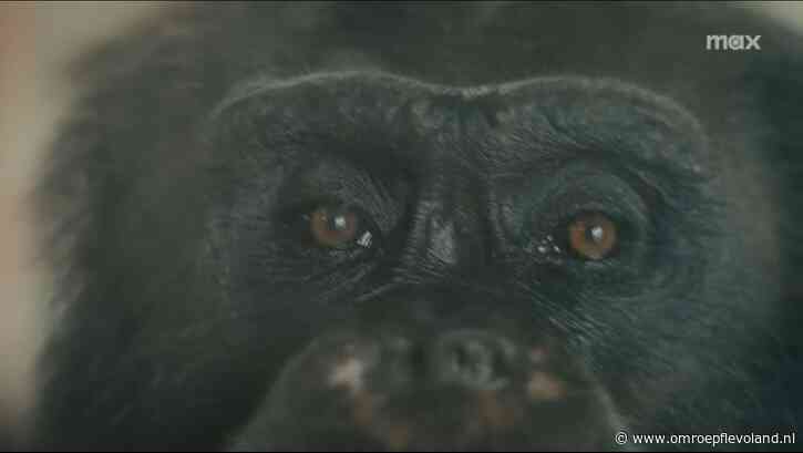 Almere - Experts kijken met verbazing naar excentrieke Chimp Moms: 'Schattig, maar dodelijk als huisdier'