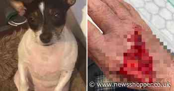Elderly man whose dog was killed in Charlton XL Bully attack 'hasn't left home since'