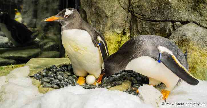 Schwuler Pinguin in Sydney gestorben
