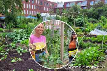 Samentuin Den Hof zoekt extra groene vingers: “Samen groenten telen in een warme omgeving”