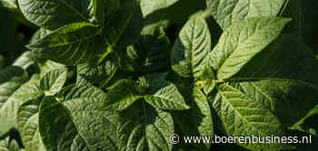 ‘We moeten aardappelteelt in Nederland koesteren’