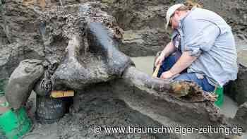 Seltener Mastodon-Schädel und Knochen in Iowa entdeckt