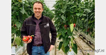 "Onverwachte dip in klokprijzen rode paprika's"