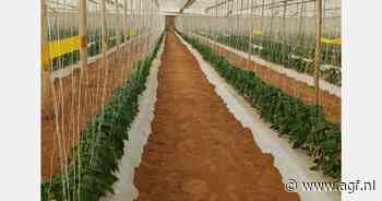 Marokkaanse paprika's eerder in het seizoen dan normaal