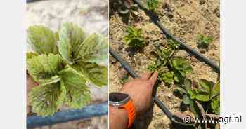 "Klimaatverandering ernstige belemmering voor Egyptische aardbeiensector"