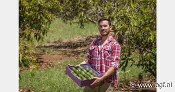 Hogere opbrengsten en betere kwaliteit avocado's met minder watertoevoer