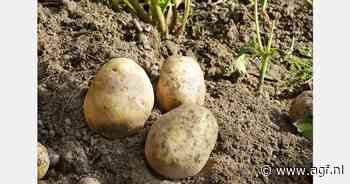 "Over het algemeen een goed functionerende Franse aardappelmarkt"