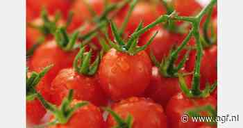 Lagere prijzen cherry- en specialtytomaat in juli