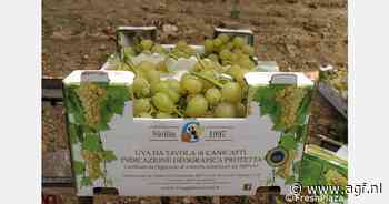 Minder Canicattì druiven in Italië, maar kwaliteit is uitstekend