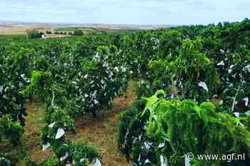 Laatste gele perzik van het Spaanse seizoen wordt in Calanda geteeld